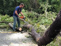 Best Tree Mulching  in Foster City, CA