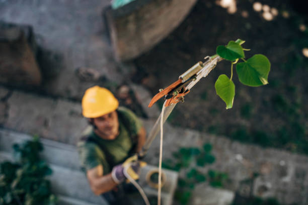 How Our Tree Care Process Works  in  Foster City, CA