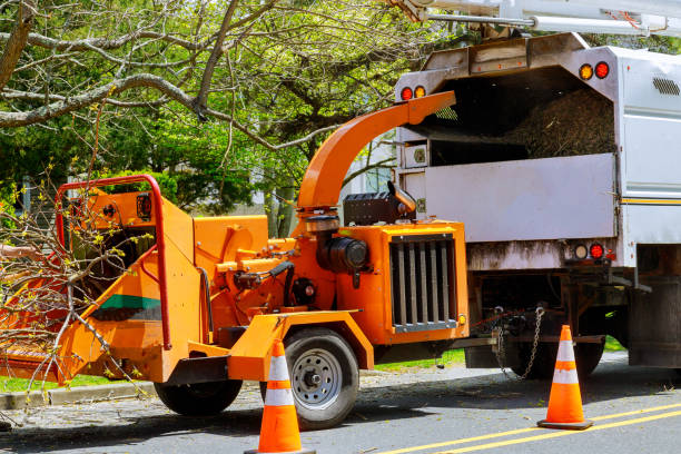 Best Stump Grinding and Removal  in Foster City, CA