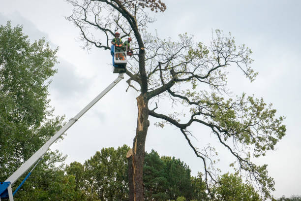 Best Storm Damage Tree Cleanup  in Foster City, CA