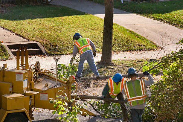 Best Root Management and Removal  in Foster City, CA