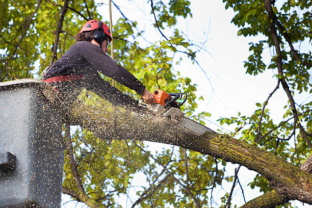 Best Commercial Tree Services  in Foster City, CA